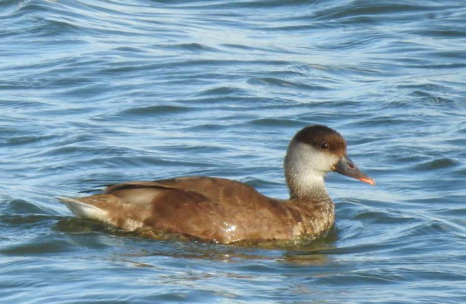 welke eend zag ik hier